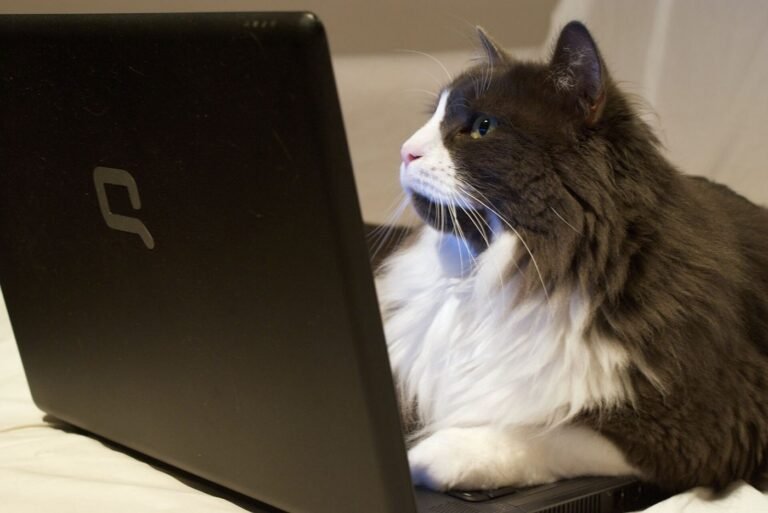 Browser Privacy Settings Worth Changing Right Today A person adjusts privacy settings in a web browser on a laptop screen.